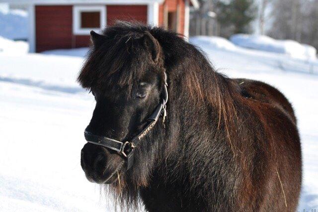 Shetlænder Hamilton <3 billede 5