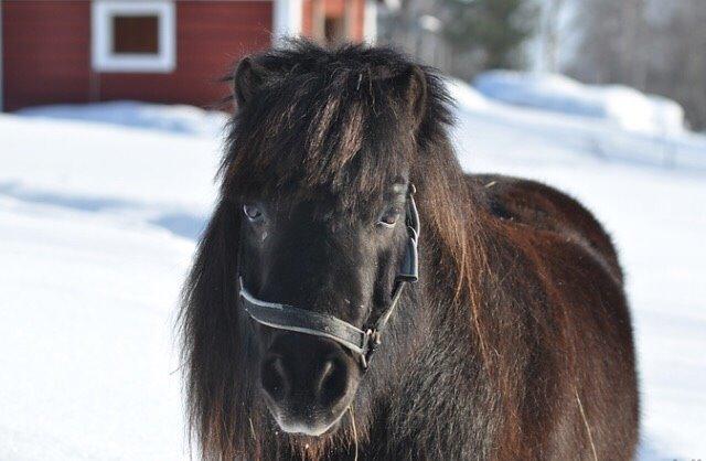 Shetlænder Hamilton <3 billede 6