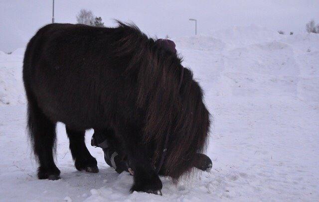 Shetlænder Hamilton <3 billede 8