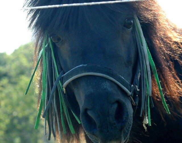 Shetlænder Hamilton <3 billede 10