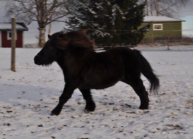 Shetlænder Hamilton <3 billede 9