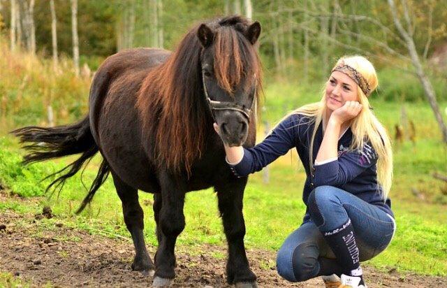 Shetlænder Hamilton <3 billede 11