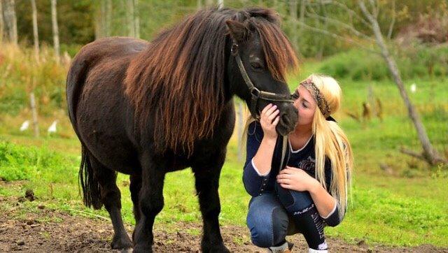 Shetlænder Hamilton <3 billede 1