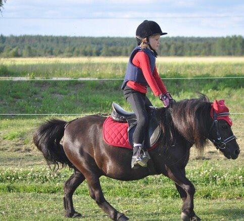 Shetlænder Hamilton <3 billede 13