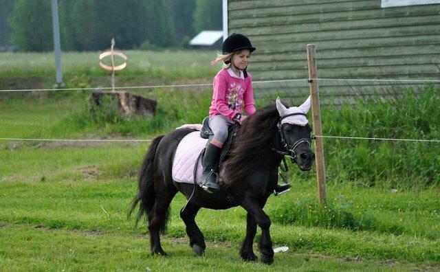 Shetlænder Hamilton <3 billede 12