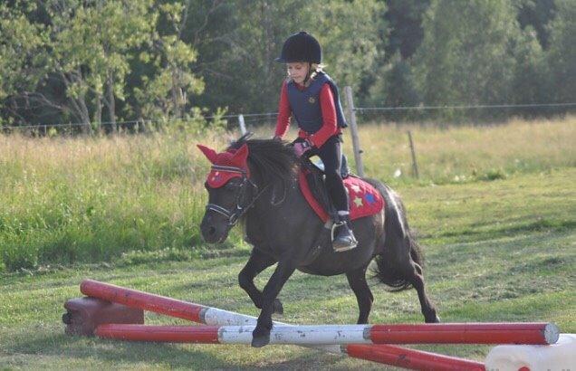 Shetlænder Hamilton <3 billede 15