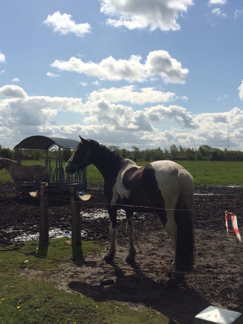 Anden særlig race Jokke billede 7