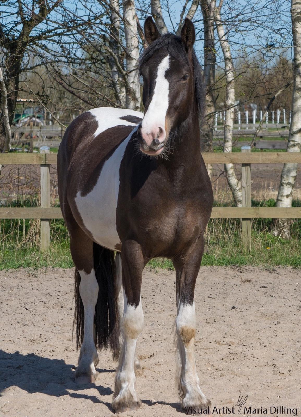 Anden særlig race Jokke billede 1
