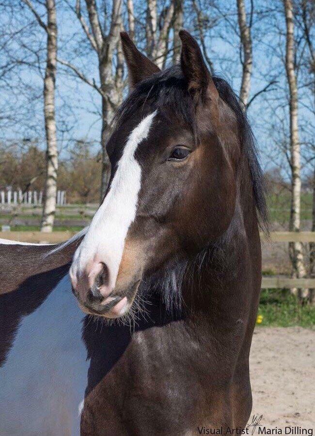 Anden særlig race Jokke billede 5