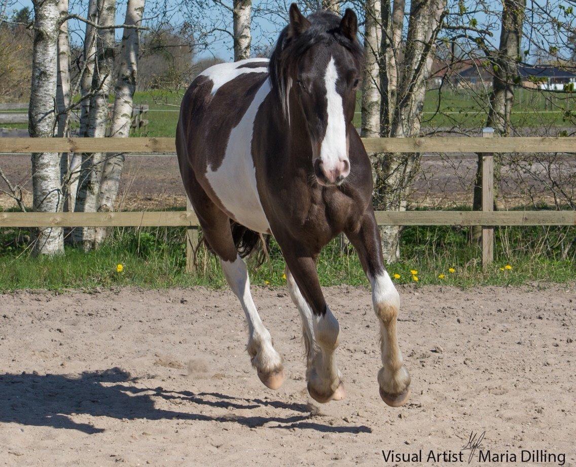 Anden særlig race Jokke billede 9