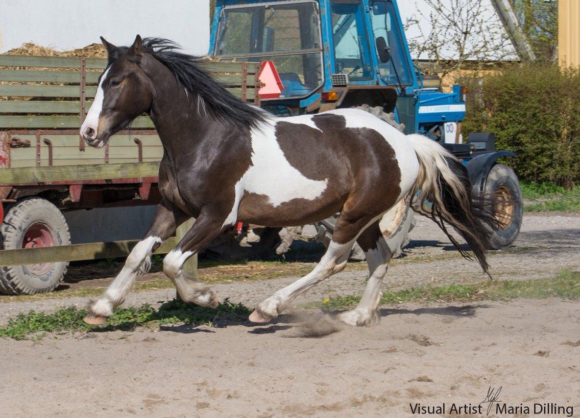 Anden særlig race Jokke billede 10