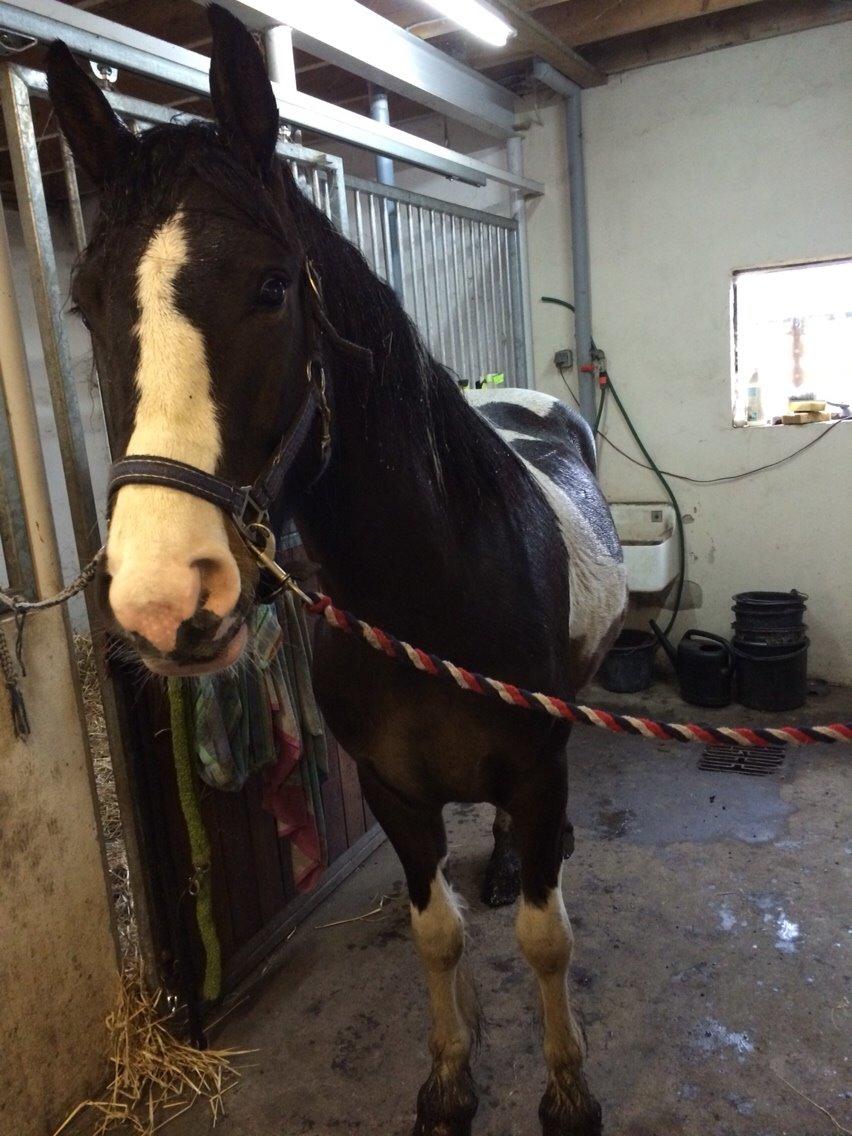 Anden særlig race Jokke billede 11