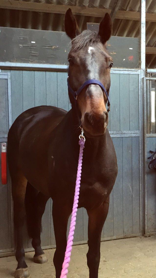 Holstener Chester billede 15