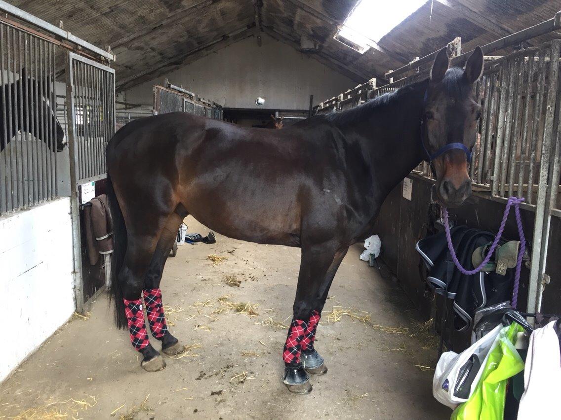 Holstener Chester billede 12