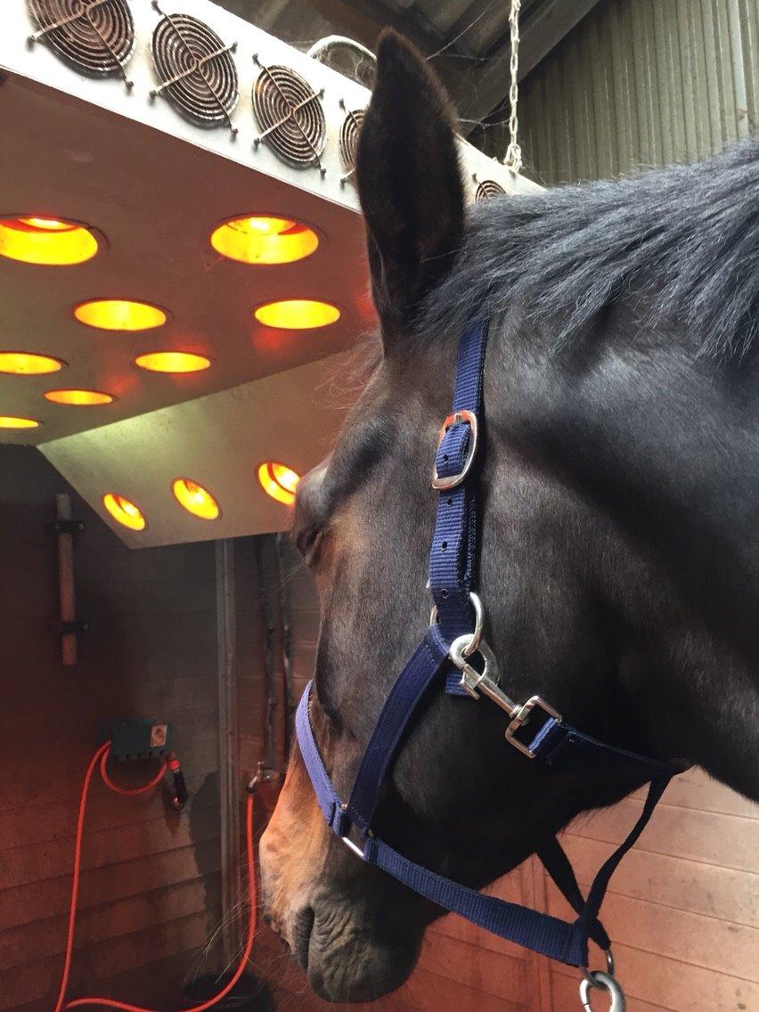 Holstener Chester billede 17