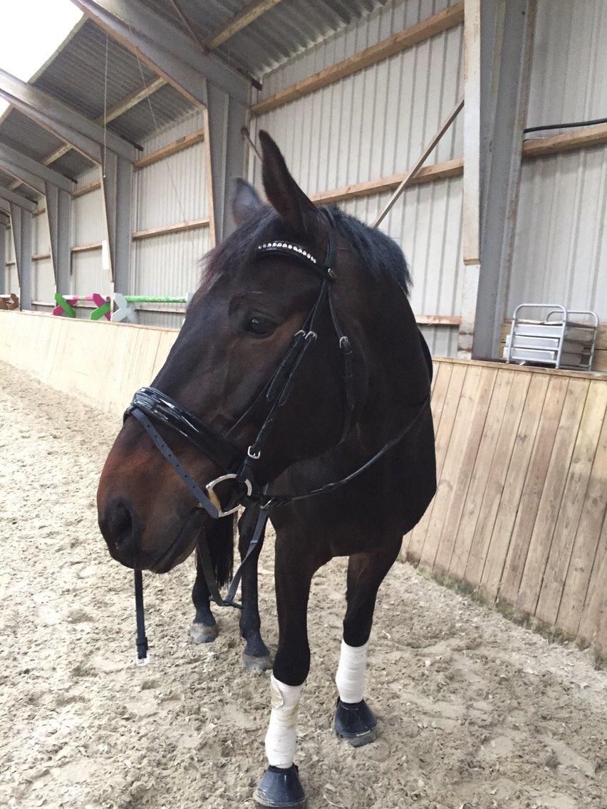 Holstener Chester billede 18