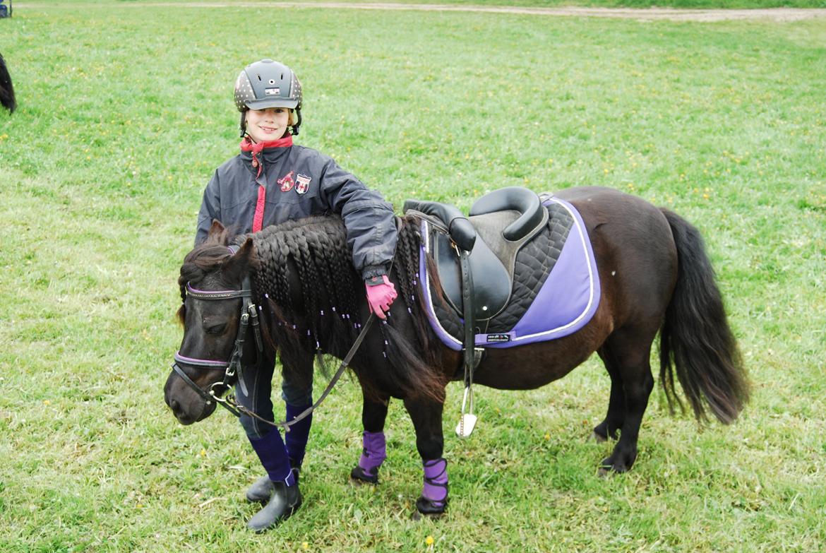 Shetlænder Ronja billede 5