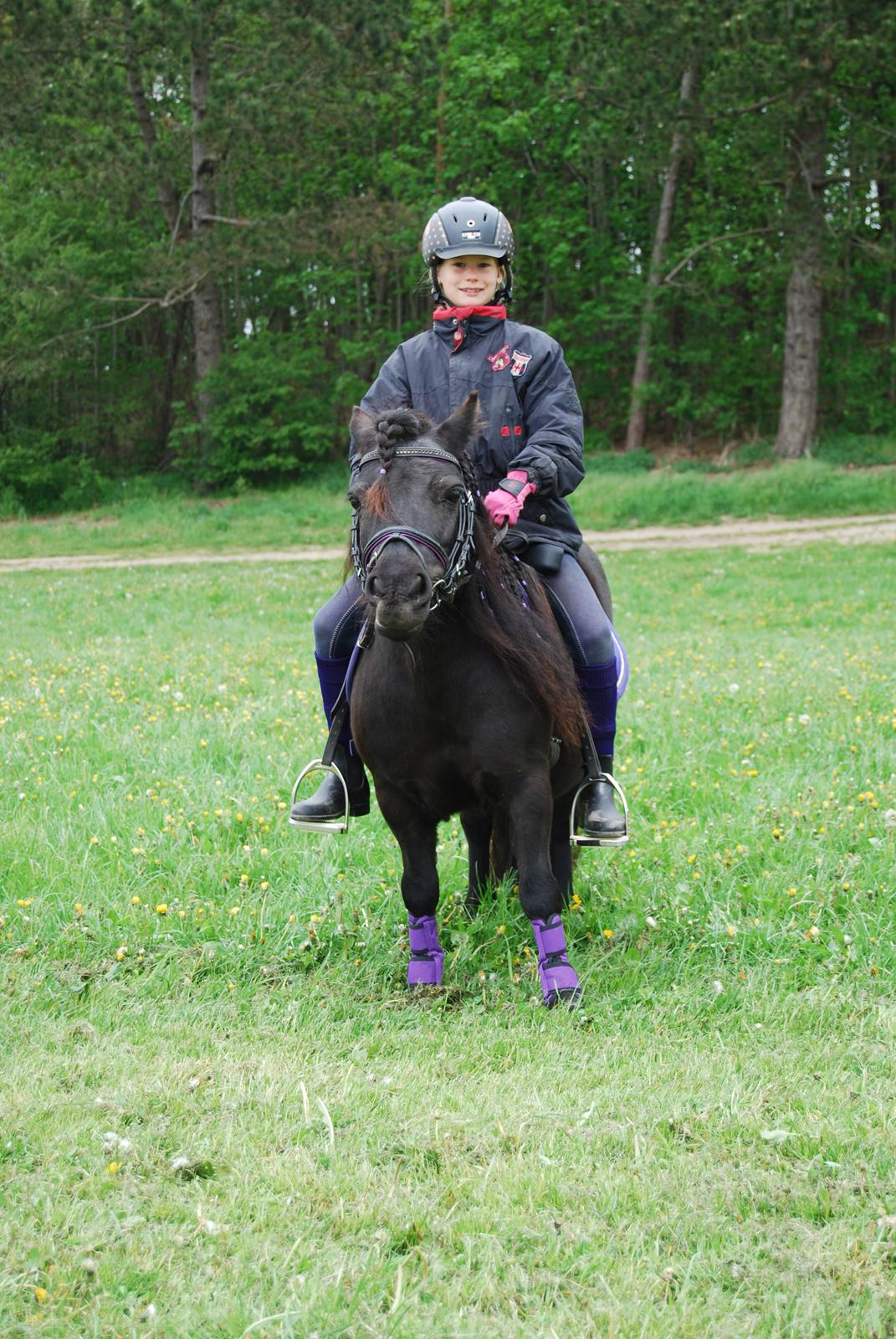 Shetlænder Ronja billede 7
