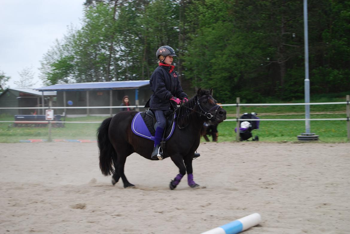 Shetlænder Ronja billede 8