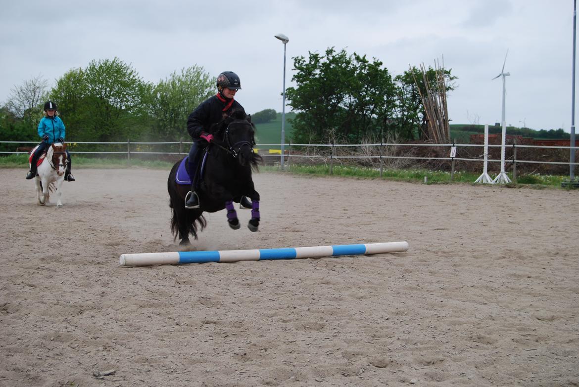 Shetlænder Ronja billede 9