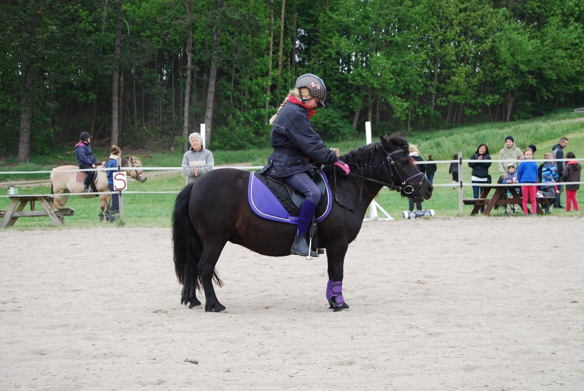 Shetlænder Ronja billede 10