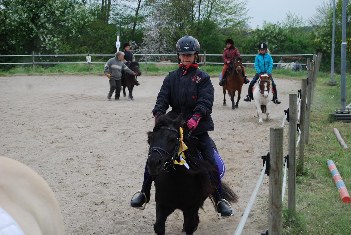 Shetlænder Ronja billede 3