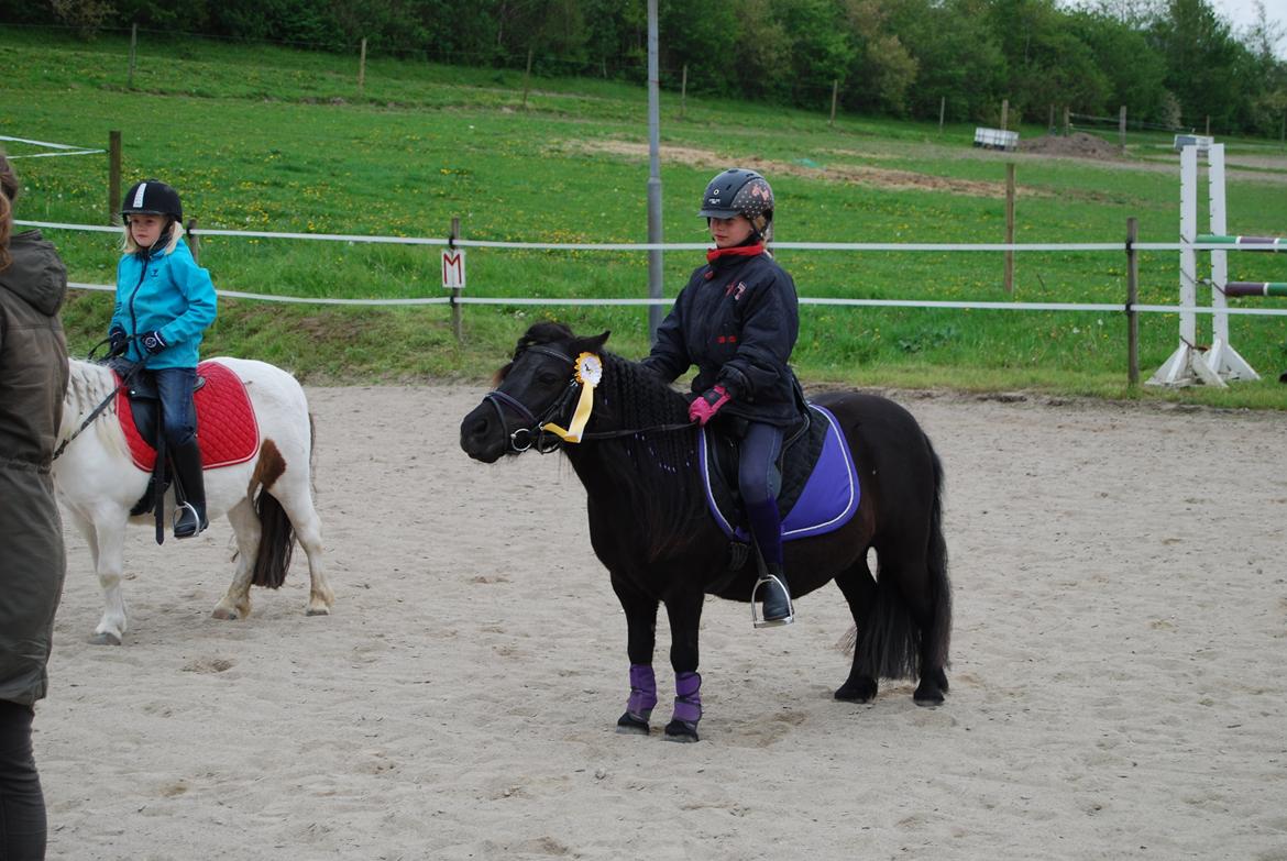 Shetlænder Ronja billede 1