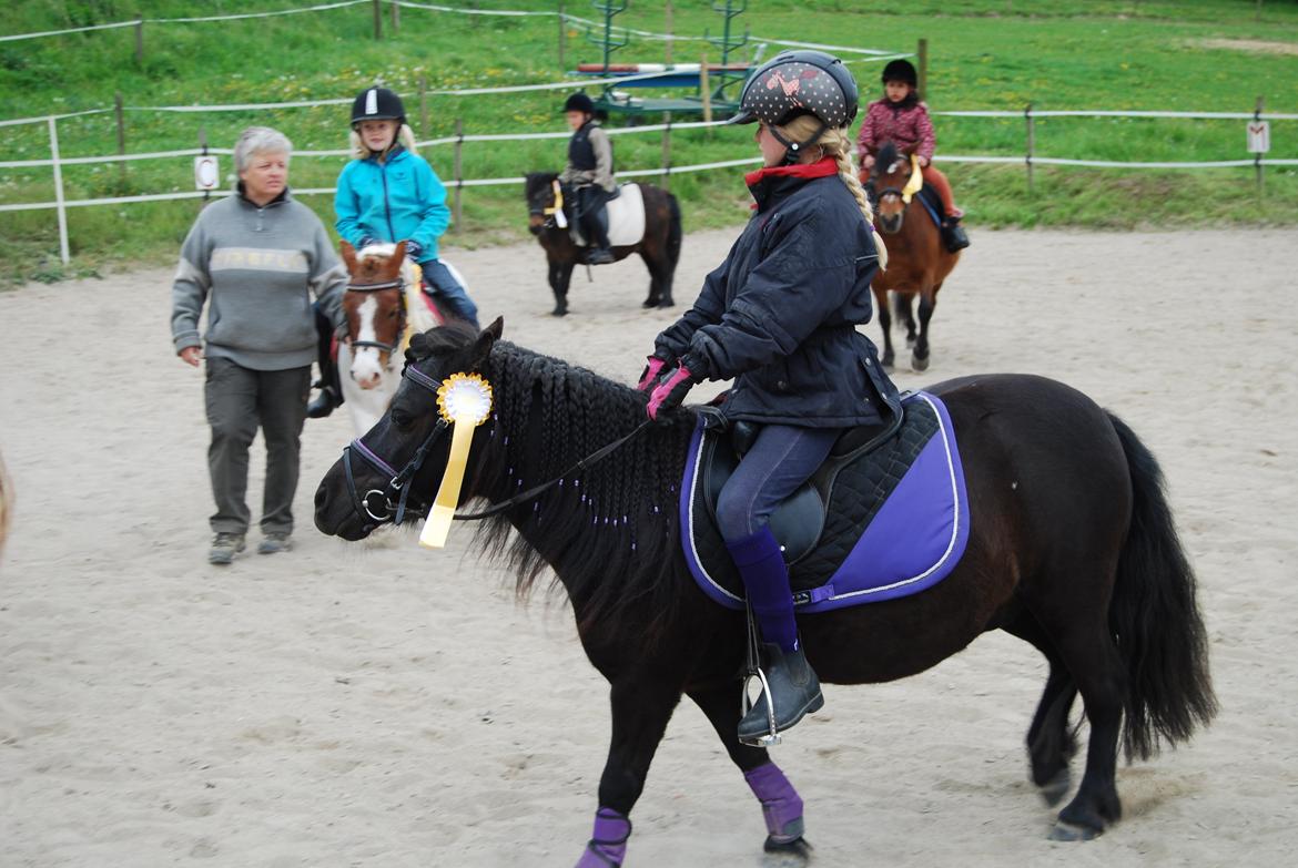 Shetlænder Ronja billede 4