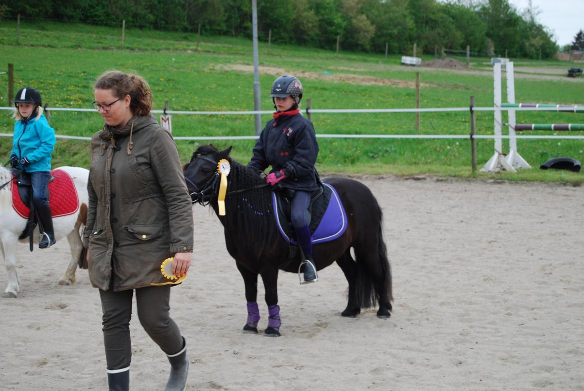 Shetlænder Ronja billede 2