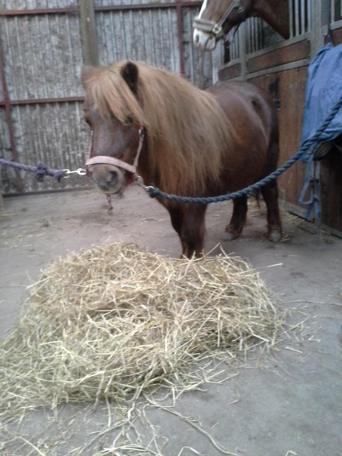 Shetlænder maddy billede 1