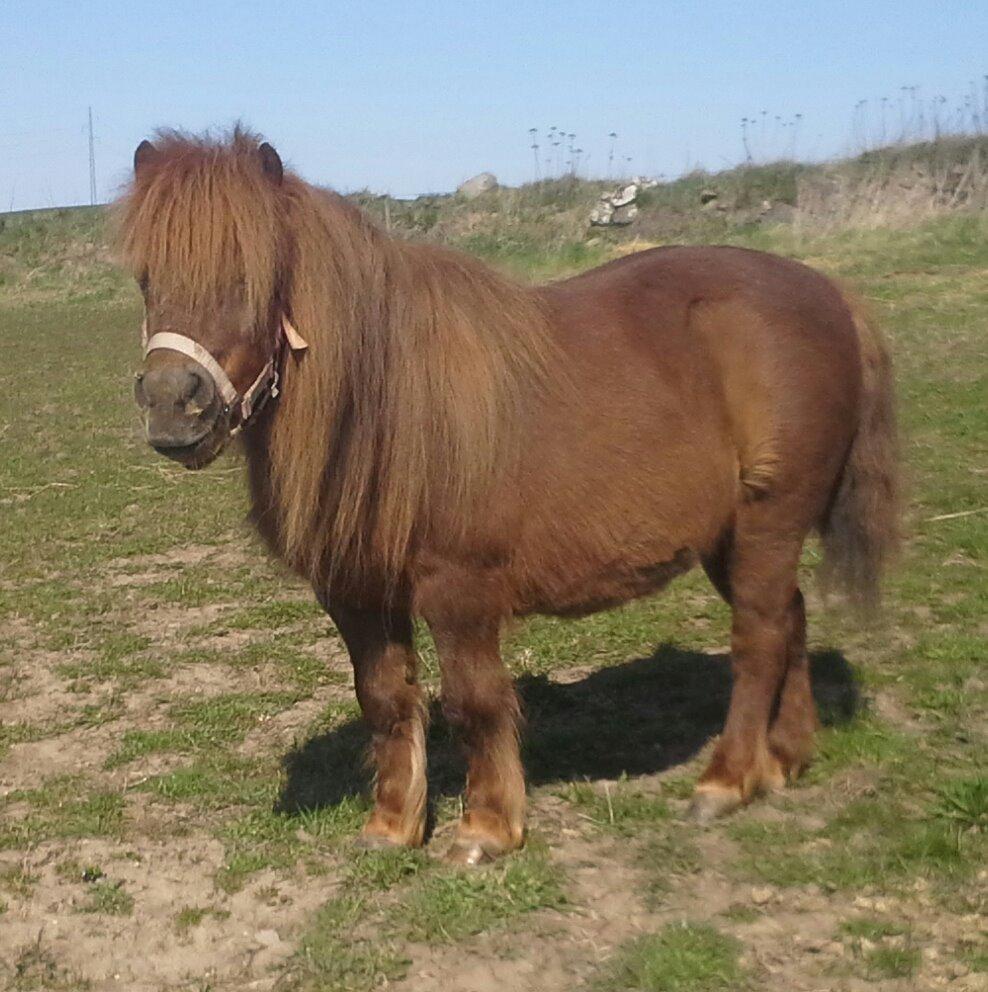 Shetlænder maddy billede 2
