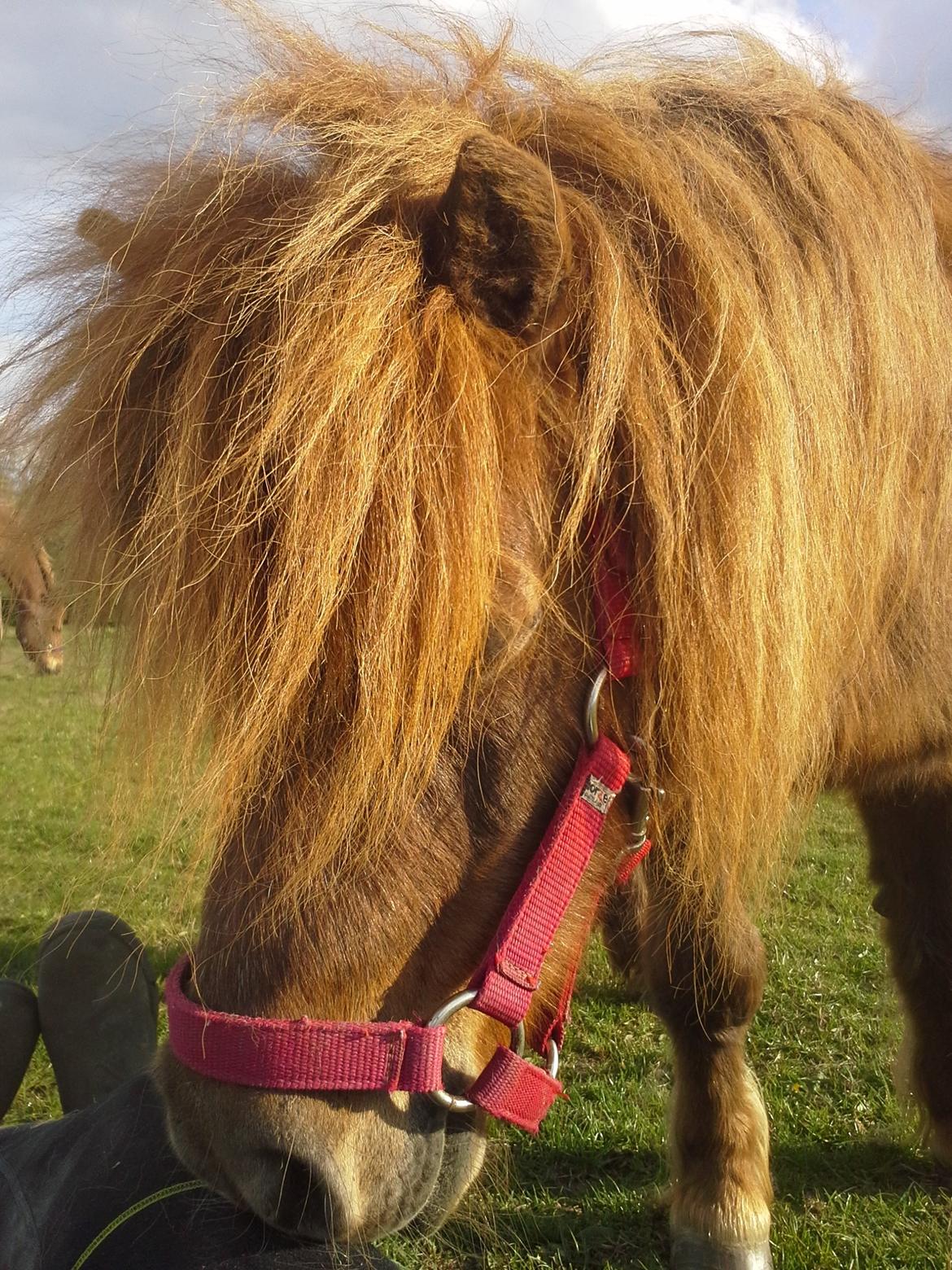 Shetlænder maddy billede 3