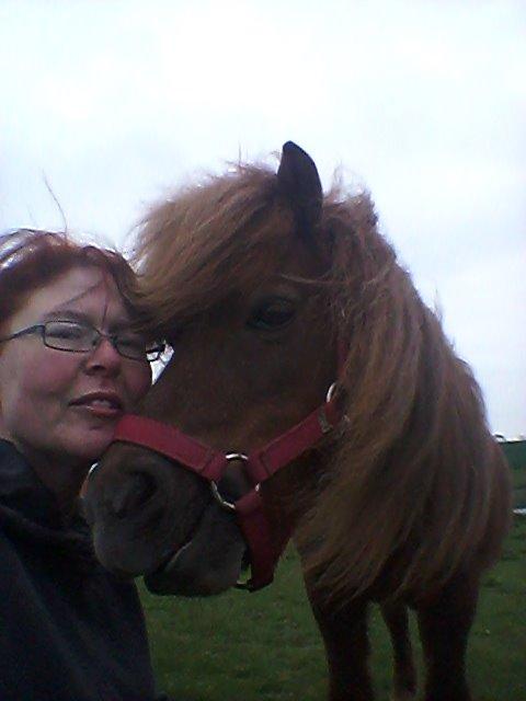 Shetlænder maddy billede 4