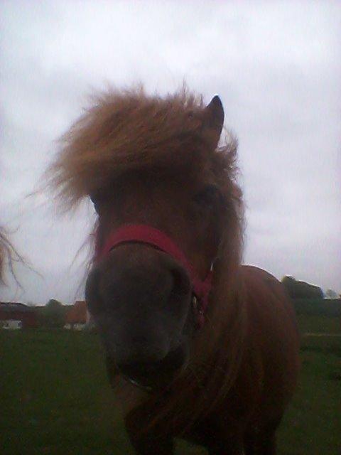 Shetlænder maddy billede 5