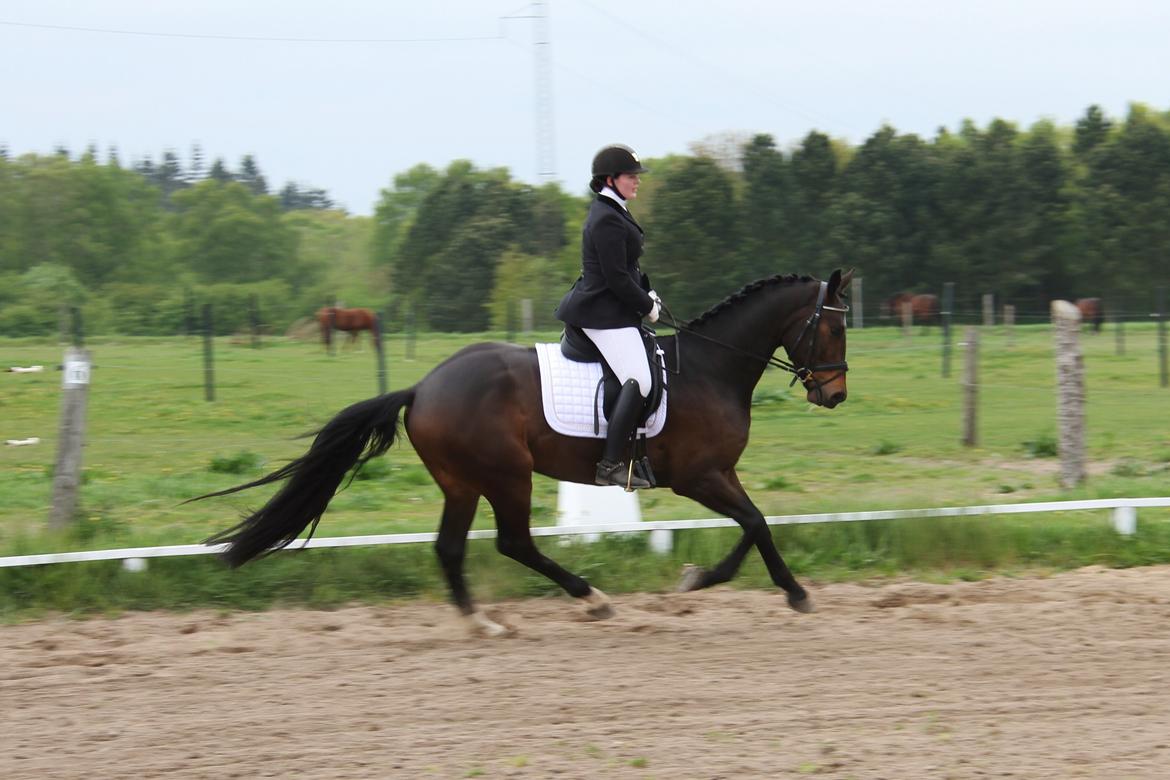 Dansk Varmblod Saigon - Stævnedebut - dygtig bebs <3 16. maj 2015 foto: Trine udstyret med mit kamera billede 3