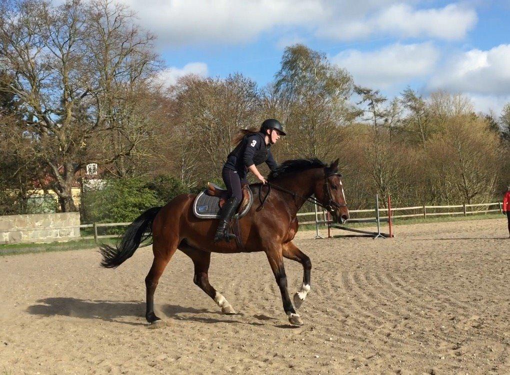 Dansk Varmblod Alicia billede 3