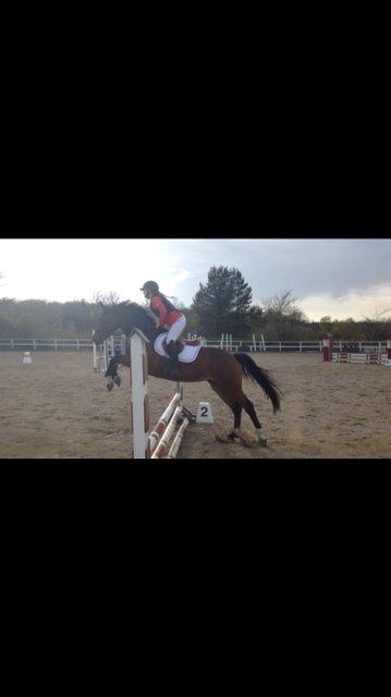 Dansk Varmblod Alicia billede 4