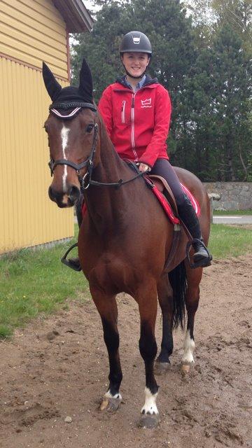 Dansk Varmblod Alicia billede 1