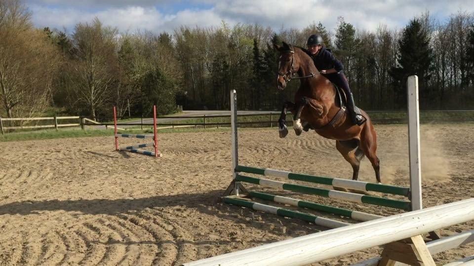 Dansk Varmblod Alicia billede 6