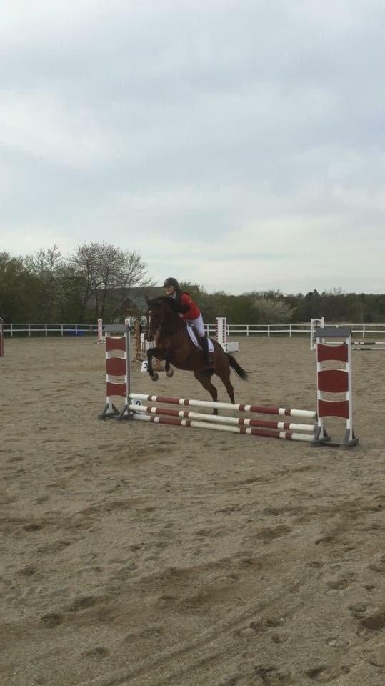 Dansk Varmblod Alicia billede 7