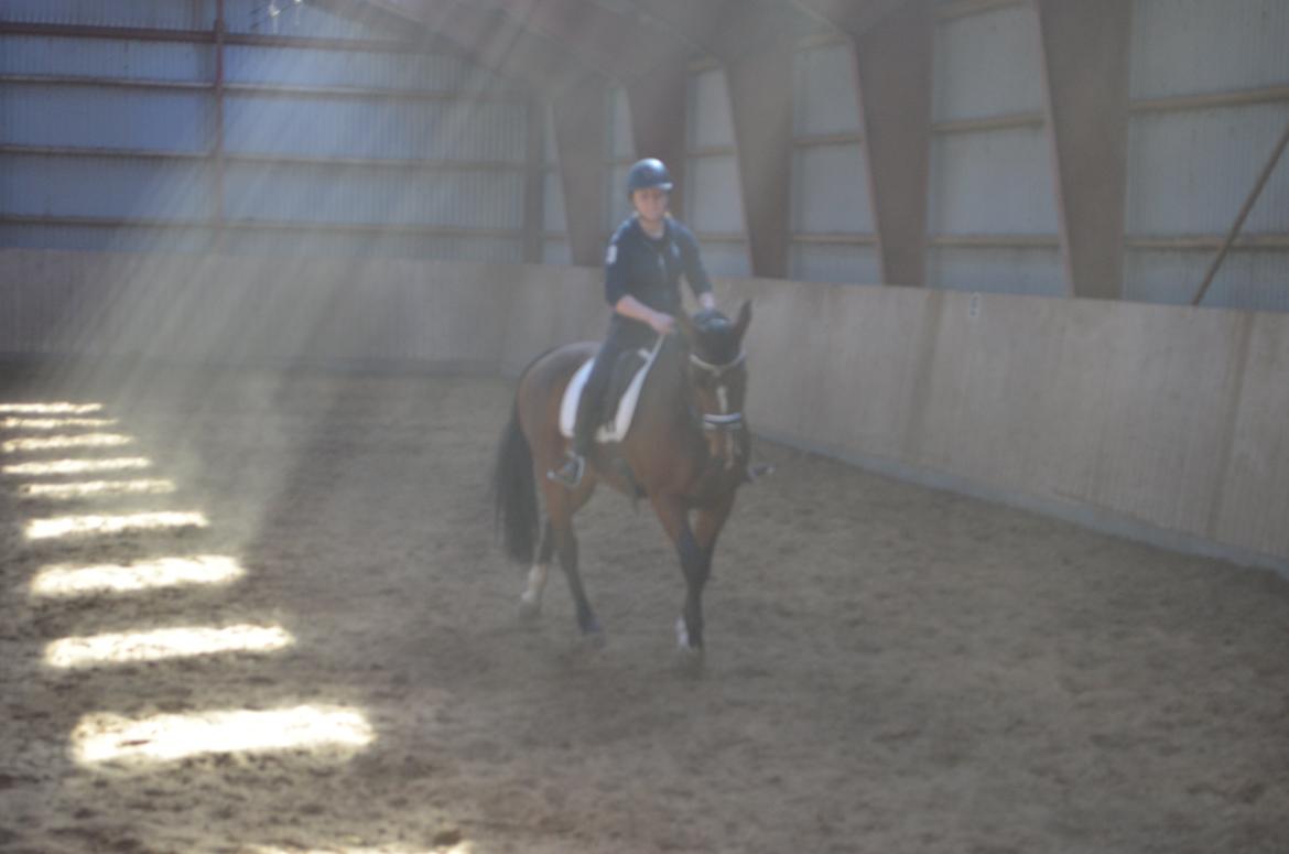 Dansk Varmblod Alicia billede 2