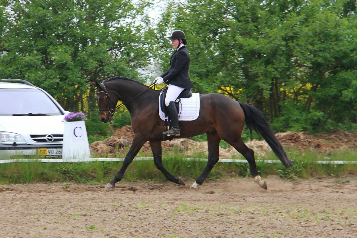 Dansk Varmblod Saigon - stævnedebut 16. maj 2015 Foto: Trine udstyret med mit kamera billede 4