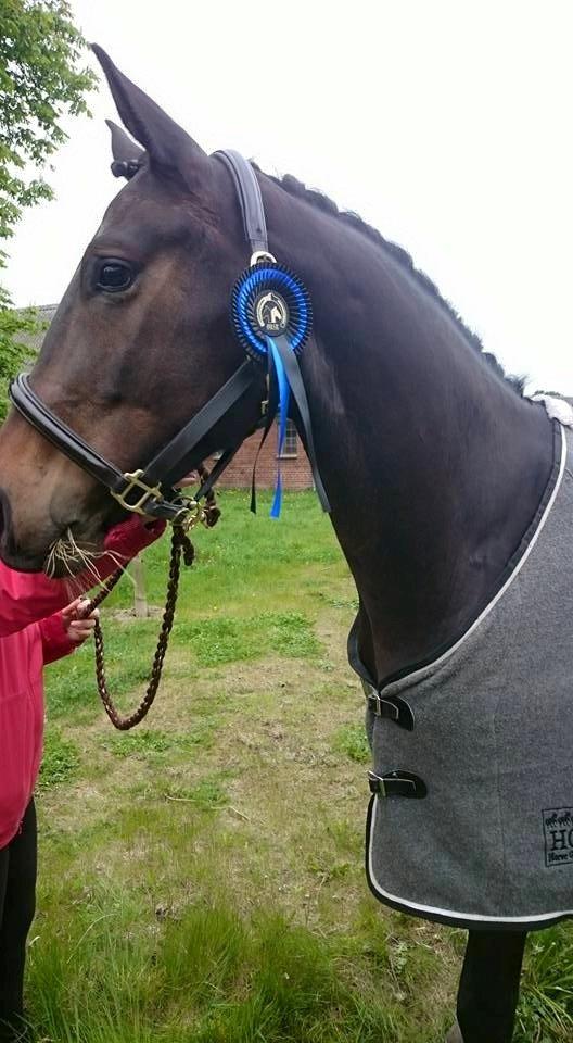 Dansk Varmblod Saigon - Dygtig baby! Stævnedebut - LC1 til 74% 16. maj 2015 billede 6