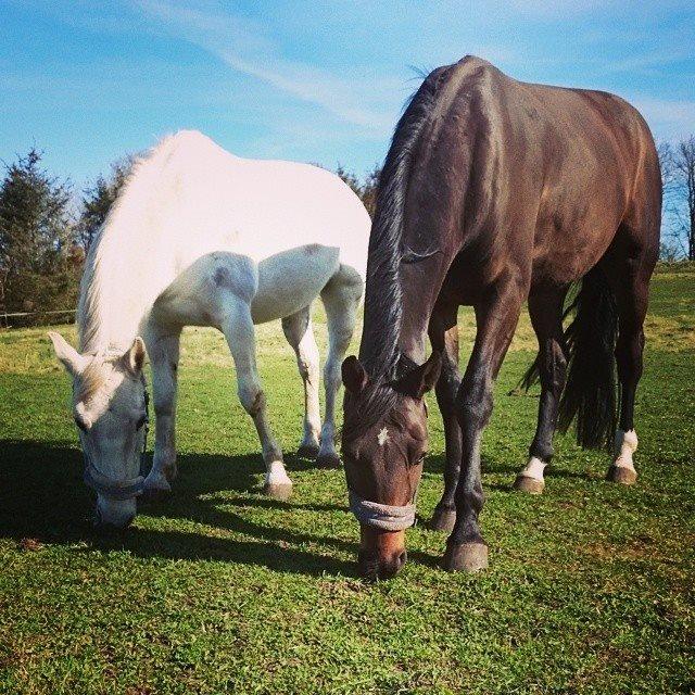 Dansk Varmblod Saigon - Baby og Hyssepigen er gode venner! - tænk sig, at Duchess har fundet en hun ikke hader fuldstændig! billede 11