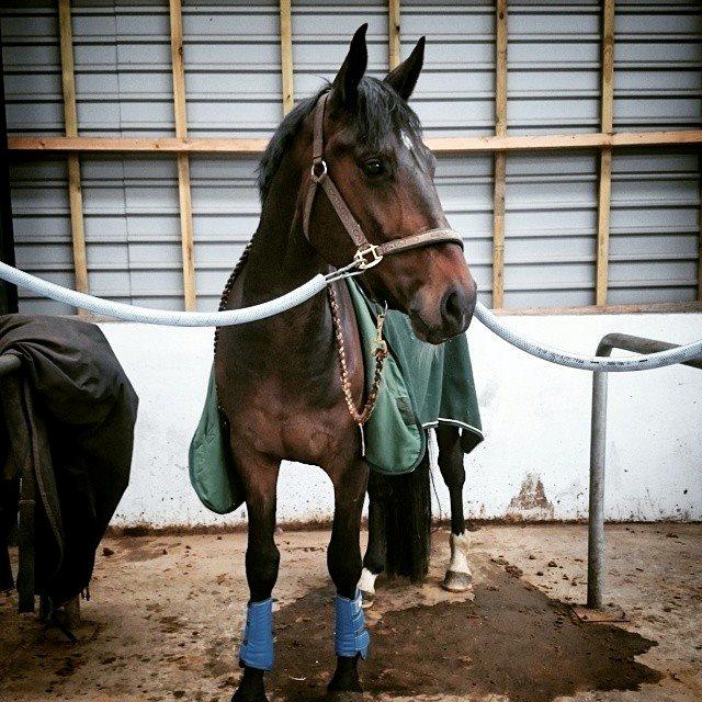 Dansk Varmblod Saigon - hygge efter en lille ridetur. Flotte fyr! billede 20