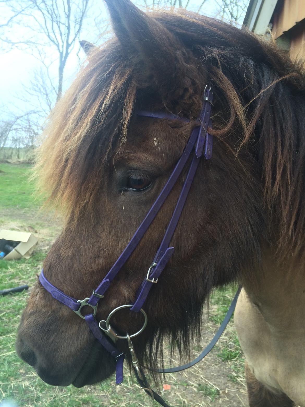 Islænder Ösp frá Ey I billede 7