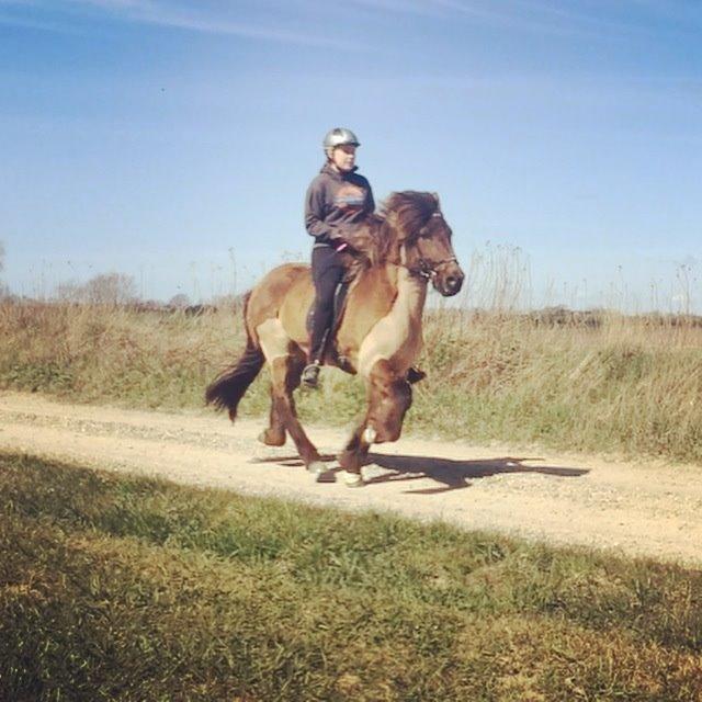 Islænder Ösp frá Ey I billede 5
