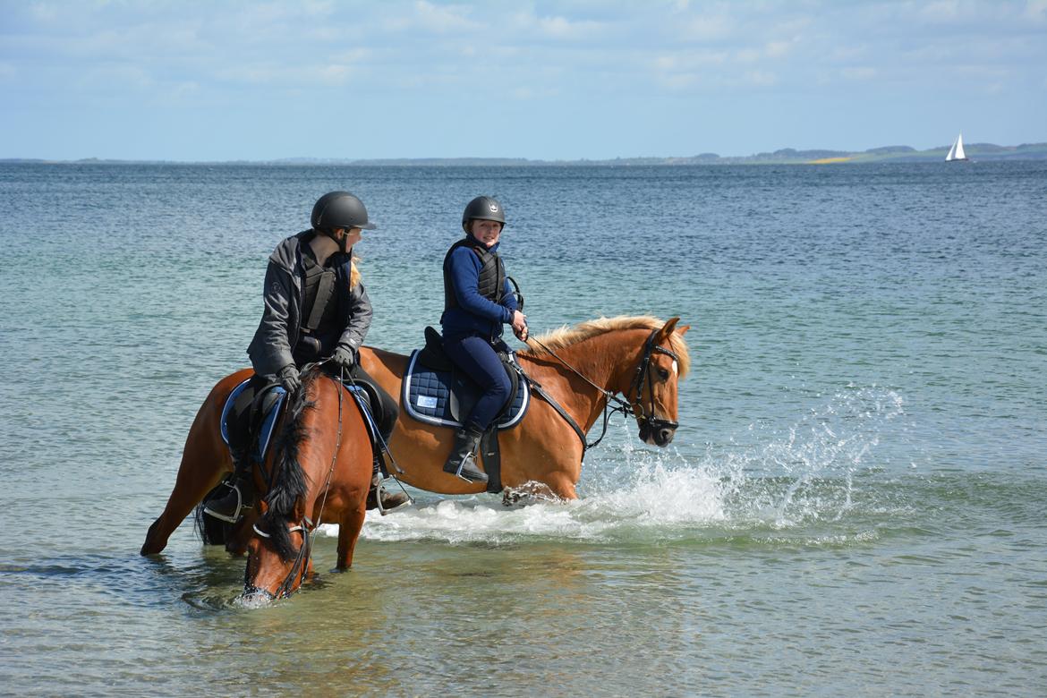 Anden særlig race Steven Seagal (Baby Drengen) - Vandponyerne! billede 14