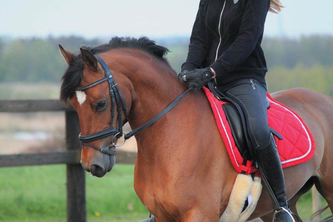 DSP Nymfe Stengaard (B-pony) - Undervisning 04-05-2015 billede 5