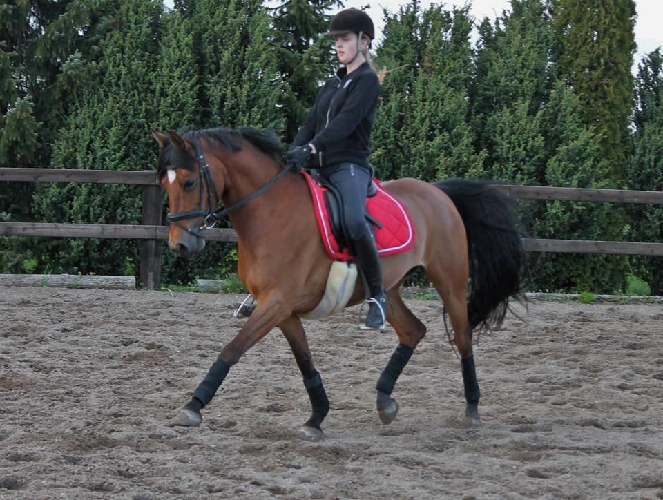 DSP Nymfe Stengaard (B-pony) - Undervisning 04-05-2015 billede 6